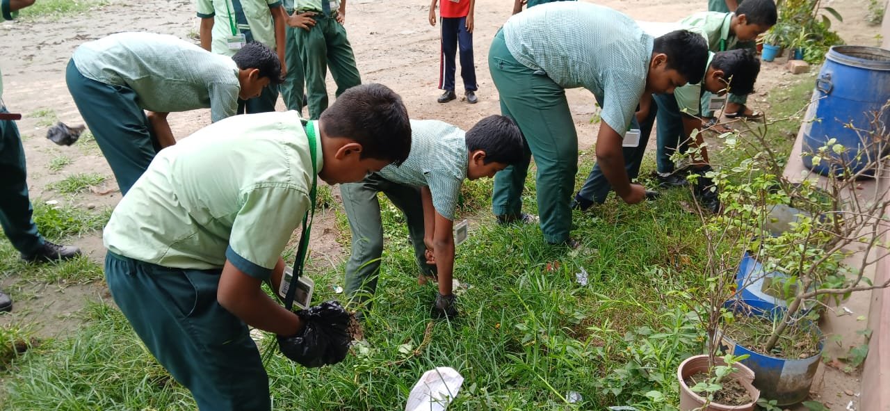 Tree plantation
