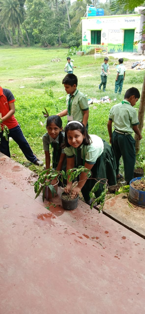 Tree plantation